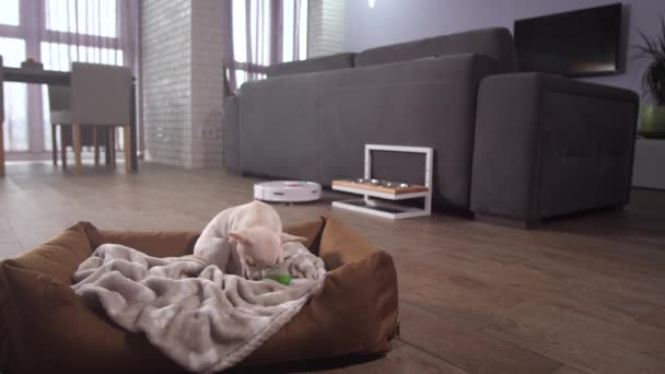 cane animale domestico guardando robot aspirapolvere al lavoro - Filmati, video