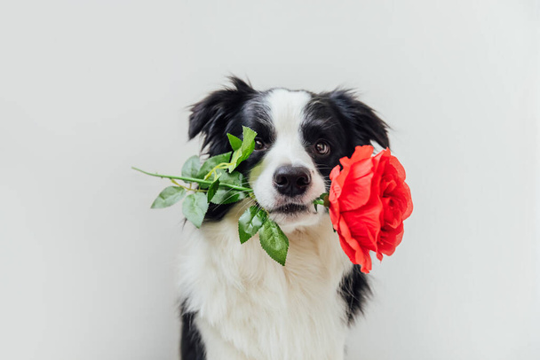 Η ιδέα του Αγίου Βαλεντίνου. Αστείο πορτρέτο χαριτωμένο κουτάβι σκυλί σύνορα collie κρατώντας κόκκινο τριαντάφυλλο λουλούδι στο στόμα απομονώνονται σε λευκό φόντο. Υπέροχο σκυλί στην αγάπη για την ημέρα του Αγίου Βαλεντίνου δίνει δώρο - Φωτογραφία, εικόνα