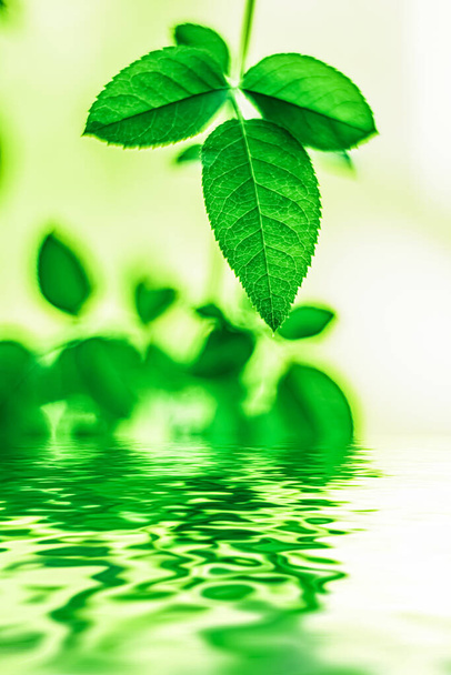緑の葉と春の水、エコ自然とバイオエネルギーの背景 - 写真・画像