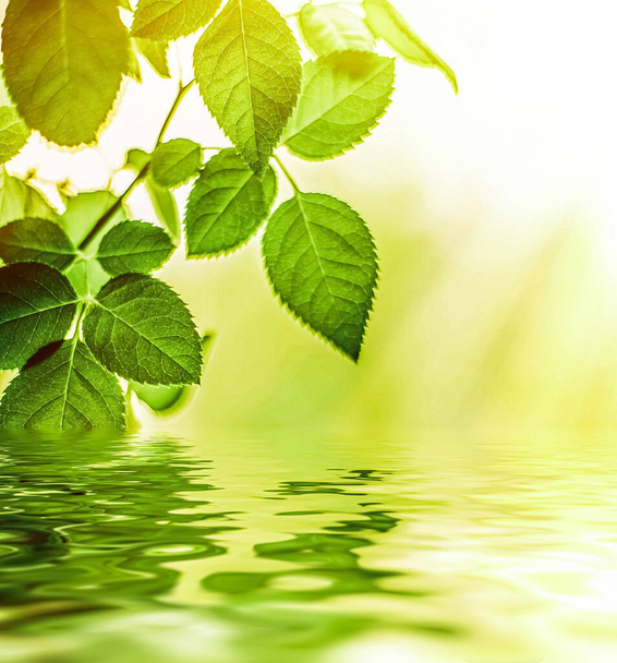 Zöld levelek és forrásvíz, ökológiai természet és bioenergia háttér - Fotó, kép