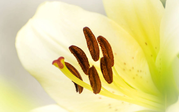 A macro shot of beautiful yellow Canada lily flower in a garden - Photo, Image