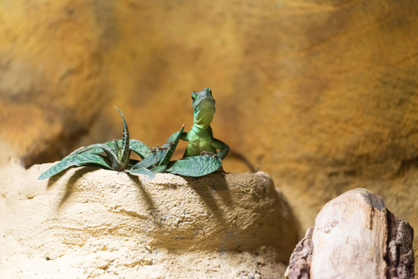 A green lizard in a desert among rocks on a blurry background - Fotografie, Obrázek