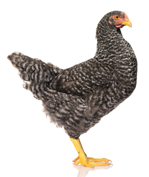 ein schwarzes Huhn isoliert auf weißem Hintergrund, Studiodreh - Foto, Bild