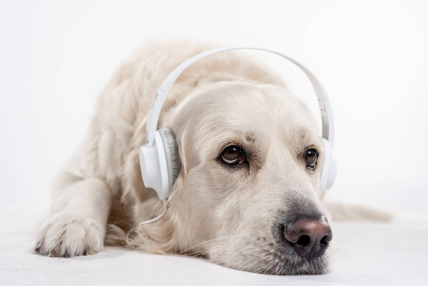 A portrait of an adorable White Golden Retriever with white headphones lying on the floor - Foto, imagen
