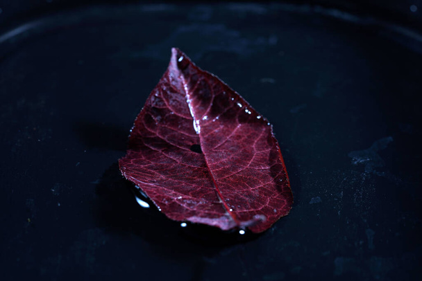 Eine selektive Fokusaufnahme von rotem Herbstblatt auf dunklem Hintergrund - Foto, Bild