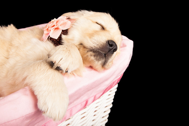 Cucciolo che dorme nel cestino rosa
 - Foto, immagini