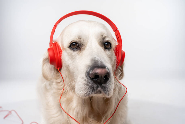 A portrait of an adorable White Golden Retriever with red headphones against a gray background - Фото, зображення