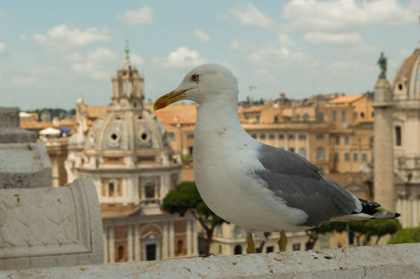 A selective focus closeup of a dove perching on the wall in Rome, Italy - Valokuva, kuva