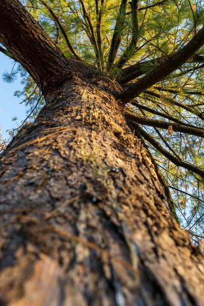 A low angle shot of a thick tree - Fotó, kép