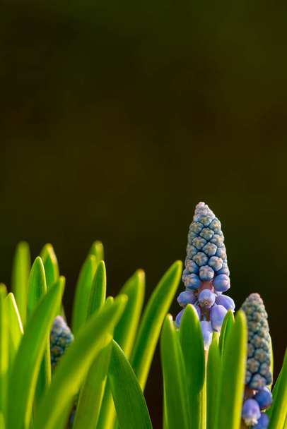 A vertical selective focus shot of buds and first blossoms of a blue hyacinth - Фото, зображення