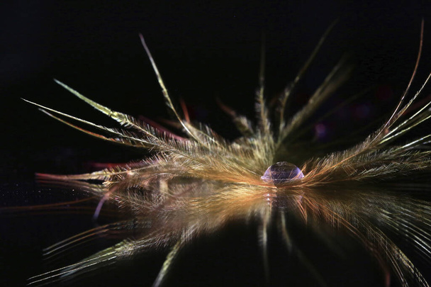 A closeup shot of feathers and a drop of water on a reflective glass surface - Photo, image