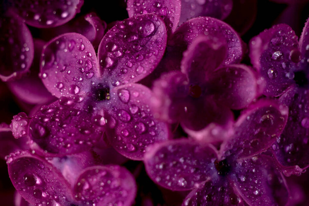 Beautiful purple lilac flowers. Macro photo of lilac spring flowers covered by dew drops. Floral background. - Photo, image