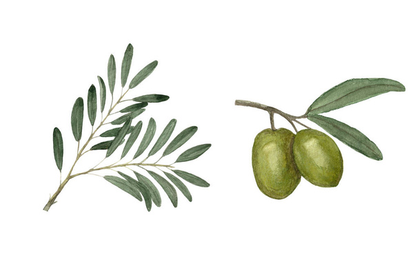 Акварельная иллюстрация набора оливковых ветвей и оливок. Изолированные на белом. - Фото, изображение