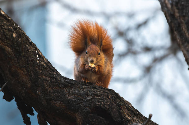 Σκίουρος στην άγρια φύση τρώει τα τρόφιμα που βρέθηκαν σε μια φωτογραφία δέντρο - Φωτογραφία, εικόνα