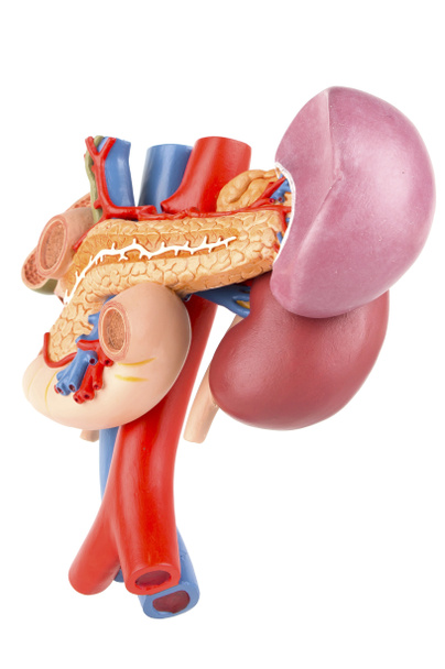 Modelo renal com órgãos traseiros do abdômen superior isolados em w
 - Foto, Imagem