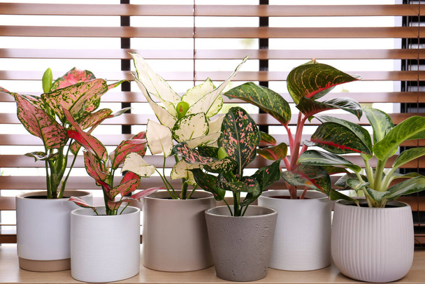 Beautiful houseplants on wooden window sill indoors - Фото, зображення