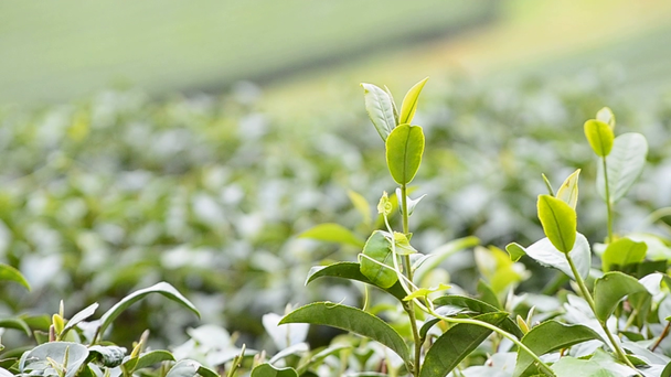zöld tea termőföld, Thaiföld - Felvétel, videó