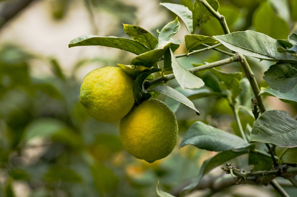 Two lemons - Photo, Image