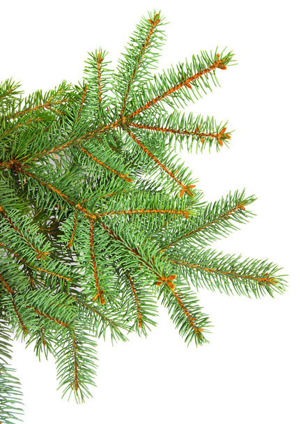 Pine branches - Photo, Image