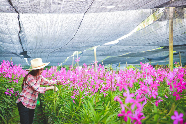 Aziatische vrouwen dragen geruite shirts met lange mouwen. Orchid Garden Owner Export verkoop in het buitenland Zij staat om voor hen te zorgen. - Foto, afbeelding