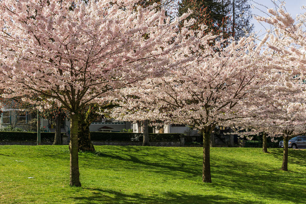VANCOUVER, CANADA - APRIL 06, 2020: Cherry trees with fresh pink flowers in spring in city center. - Foto, imagen