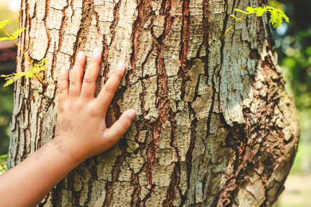 男の子の手は大きな木に触れる。自然への愛を - 写真・画像