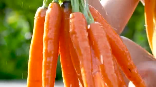 Primer plano de una hembra agricultora sosteniendo zanahorias recién cosechadas de la granja y lavadas con agua limpia con un fondo natural verde borroso. - Metraje, vídeo