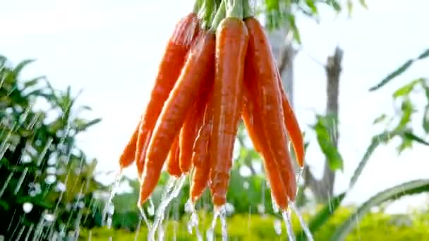 Крупный план руки фермера, держащего в руках морковь, свежесобранную с фермы и вымытую чистой водой с размытым зеленым естественным фоном. - Кадры, видео