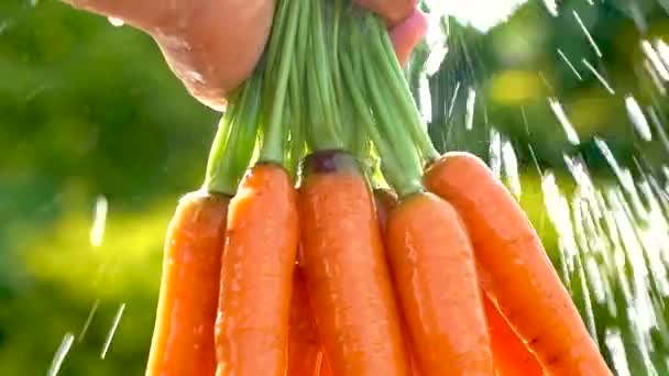 Detailní záběr ruky farmářky držící mrkev čerstvě sklizenou z farmy a omývající čistou vodou s rozmazaným zeleným přírodním pozadím. - Záběry, video
