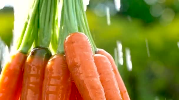 Крупный план руки фермера, держащего в руках морковь, свежесобранную с фермы и вымытую чистой водой с размытым зеленым естественным фоном. - Кадры, видео
