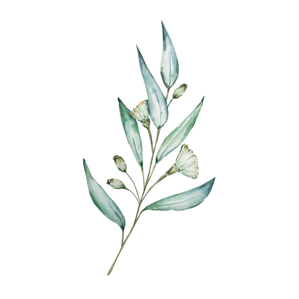 葉や花の長い水彩ユーカリの枝。手描きのベビーユーカリやシルバードルアイテム。白い背景に孤立した花のイラスト。デザイン、テキスタイル、背景のために - 写真・画像