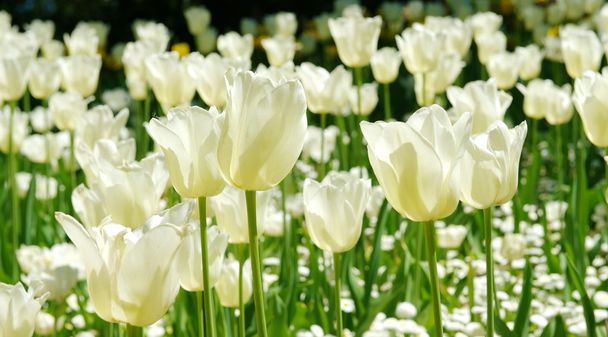 Beautiful white tulips - Zdjęcie, obraz