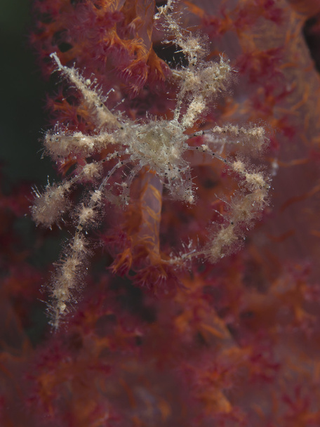 Crab achaeus spinosus - Photo, Image