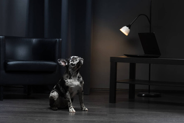 Französische Bulldogge im Innenraum. Welpe von seltener Marmorfarbe. Haustier im Büro auf einem Stuhl - Foto, Bild