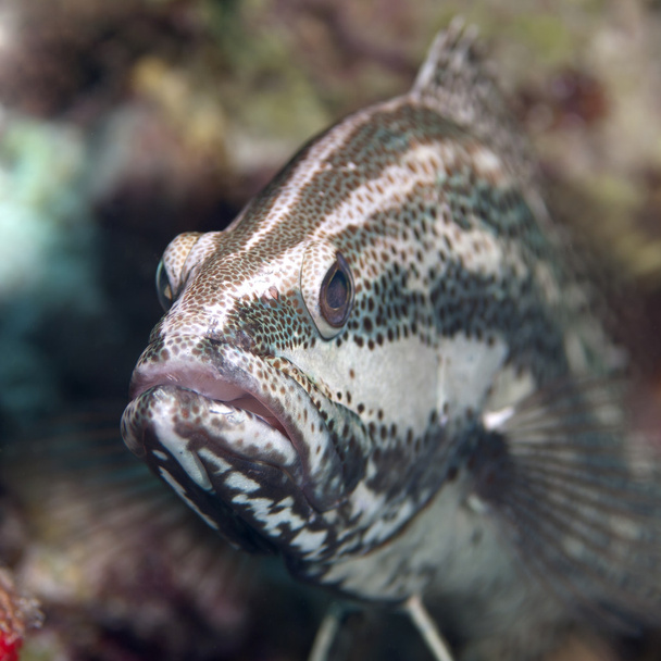 Slender grouper - Photo, Image