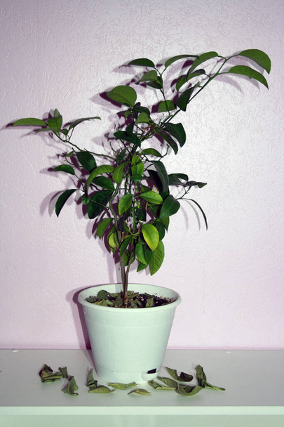 Houseplant in flowerpot on a table near wall. Falling leafs. - Fotografie, Obrázek