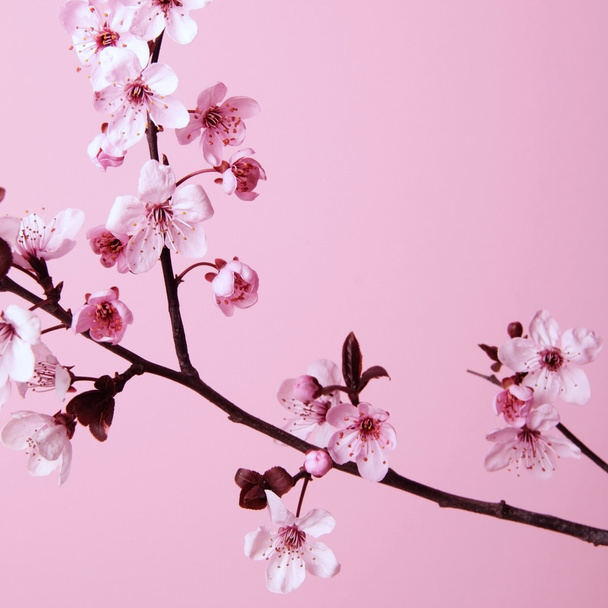 cherry flowers - Fotoğraf, Görsel