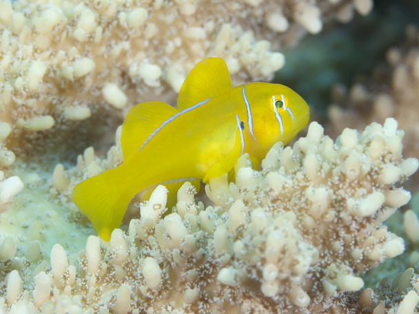 Коралловый козел
 - Фото, изображение