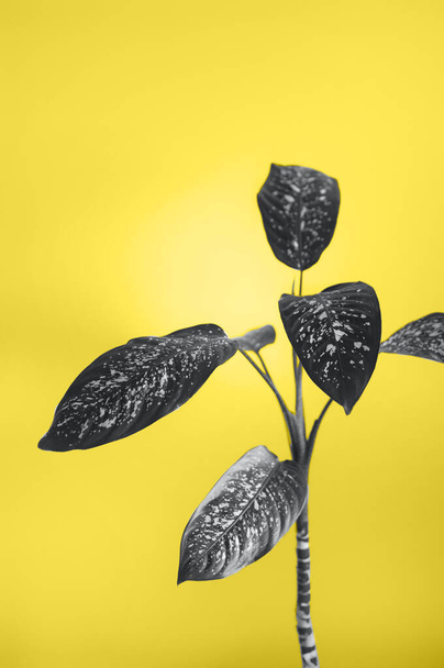 Φυτό Ντιεφενμπάχια. Minimal μοντέρνο εσωτερικό στυλ withclose up για κείμενο σε λευκό φόντο τοίχου. φωτίζοντας κίτρινο και τελικά γκρι χρώματα 2021 - Φωτογραφία, εικόνα
