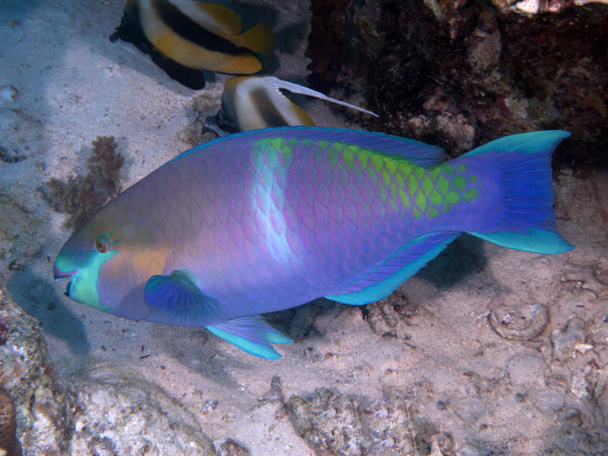 Rusty parrotfish - Photo, Image