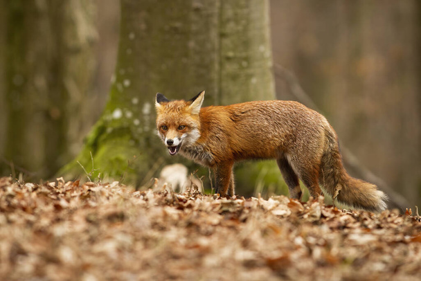 Опасная рыжая лиса с открытым ртом в осеннем буковом лесу - Фото, изображение