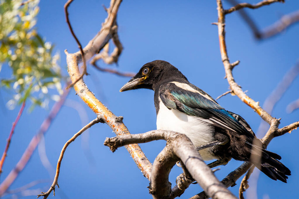 Young eurasian magpie or Pica Pica on branch in wild nature. - Photo, Image