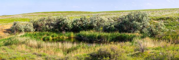 Vista de oasis en zona semidesértica o esteparia con lago, árboles y hierba verde. - Foto, imagen