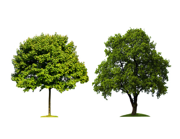 Дерева, ізольовані
 - Фото, зображення