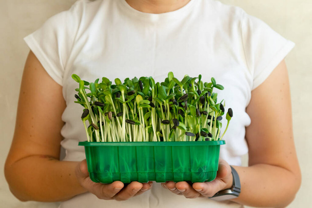 Microgreen sunflower sprouts in female hands. Raw sprouts microgreens, ealthy eating. - Foto, Imagem