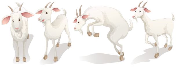 4 つの白いヤギ - ベクター画像