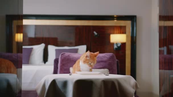 Číšník a zázvorová kočka v hotelovém pokoji - Záběry, video