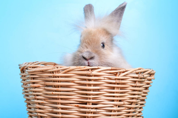 Cute little rabbit, soft, white and light brown in a wooden basket. - Valokuva, kuva