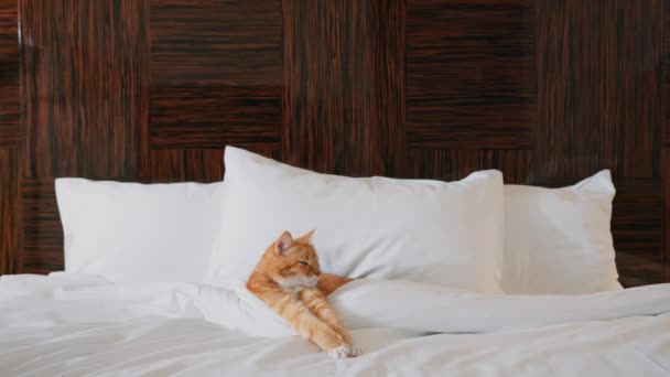 Vita lussuosa di un gatto rosso in hotel - Filmati, video