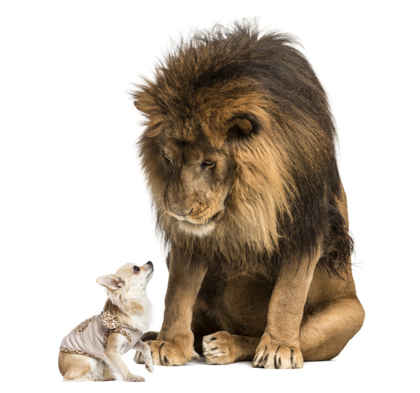 Löwe sitzt und schaut einen Chihuahua an - Foto, Bild